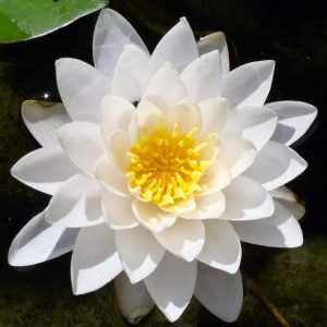 Fehér Lótusz Pixabay.com