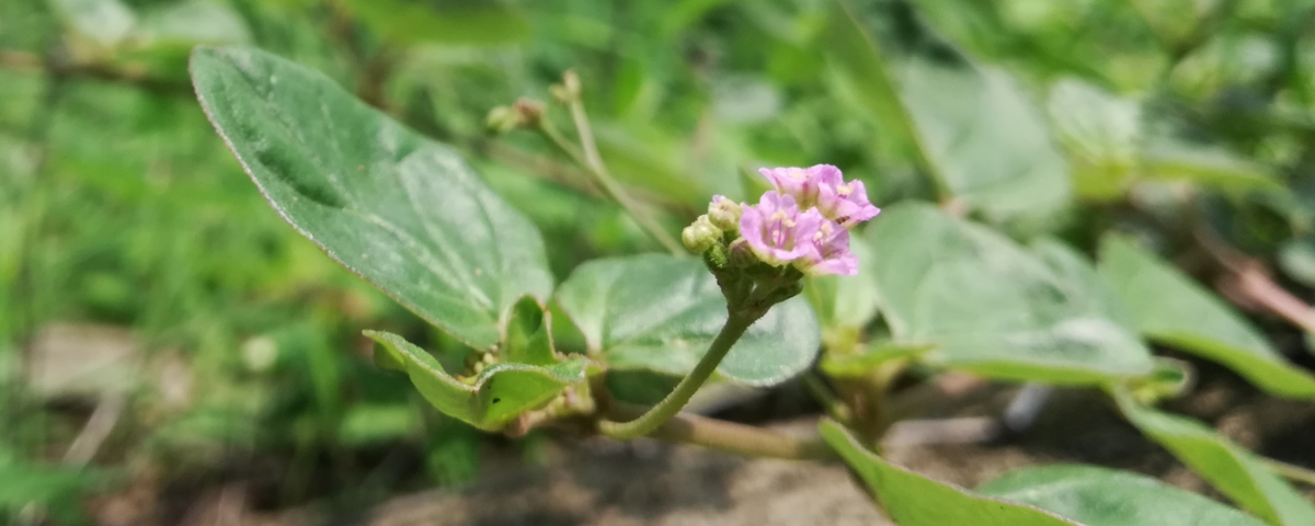 Purnavana