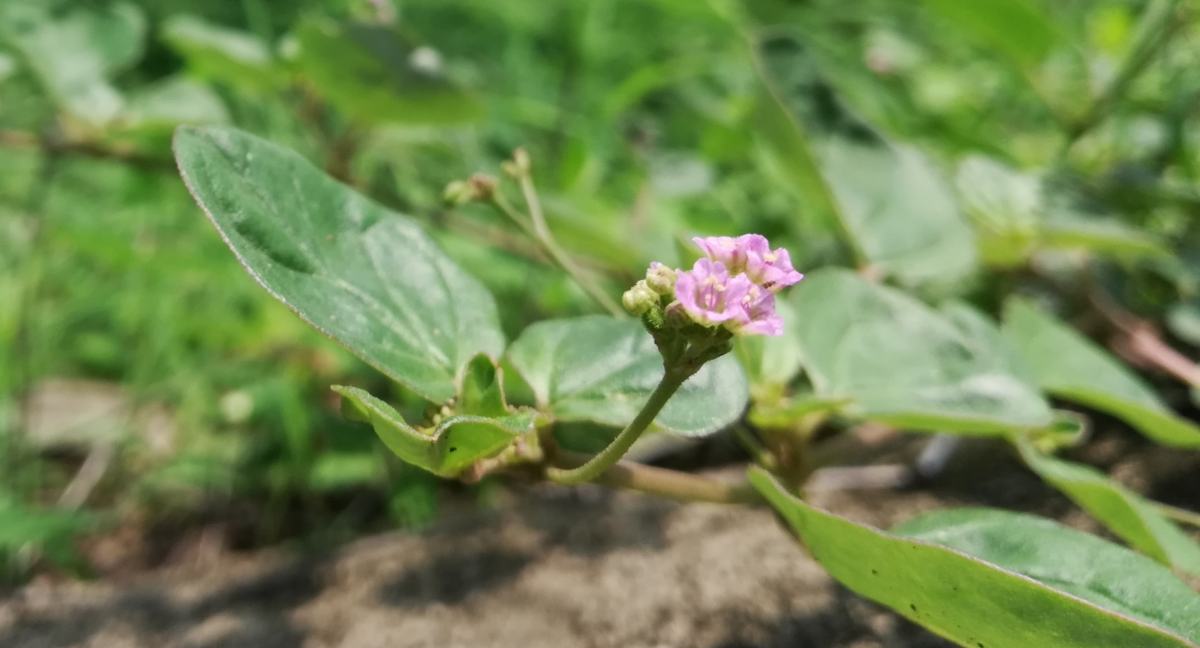 Purnavana