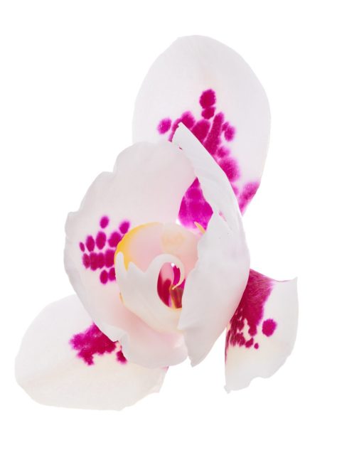 Orchid
