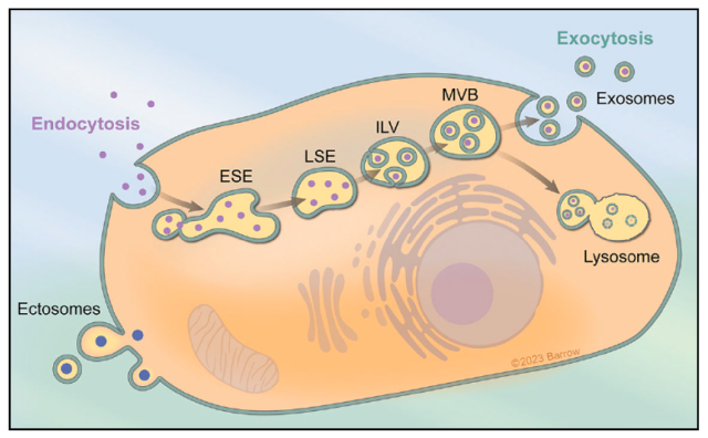 Cells 13 00670 G001
