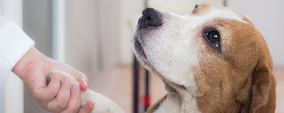 Beagle