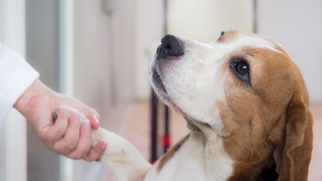Beagle