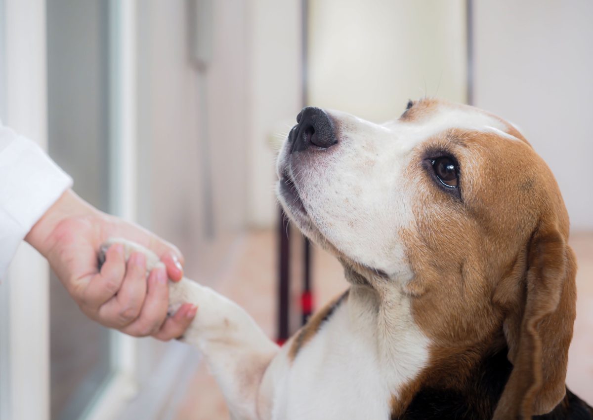 Beagle